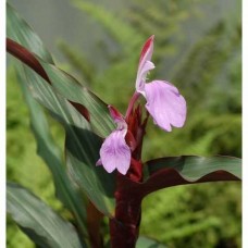 Роскоя purpurea Spice Island 1 шт
