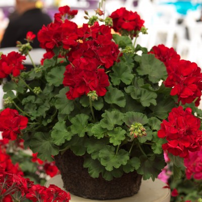Пеларгонія ампельна Ivy Deep Red