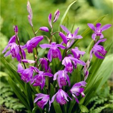 Блетилла Purple 1 шт