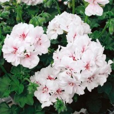 Пеларгония Double Blanche Roche