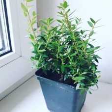 Мирт широколистный(30 см)