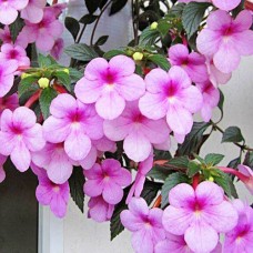 Ахименес Peach Blossom Ахименес Peach Blossom