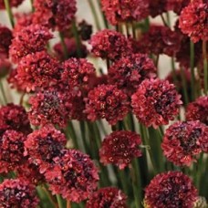 Армерія Balerina Red