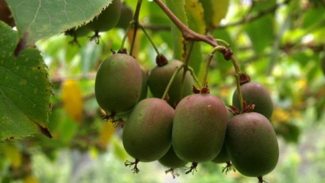 Актинидия: Открытие Мира Вкуса и Красоты в Вашем Саду