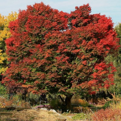 Клен пальмовий Acer Palmatum Ornatum (C15)