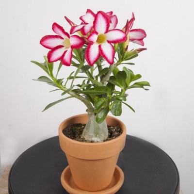 Аденіум Obesum Picotee Florium (висота 10-15 см)