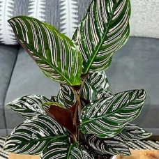 Калатея Sanderiana Ornata