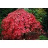 Клен пальмовий Acer Palmatum Garnet (C60)