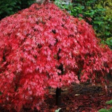 Клен пальмовий Acer Palmatum Garnet (C15)