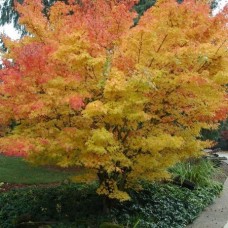 Клен пальмовий Acer Palmatum Sangokaku (C20)