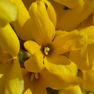 Форзиция Golden bells