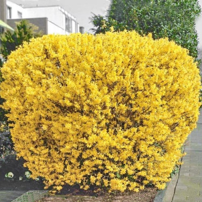 Форзиция Linwood gold