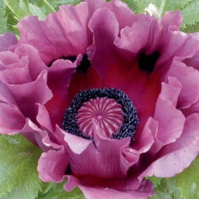 Мак Pattyis plum 