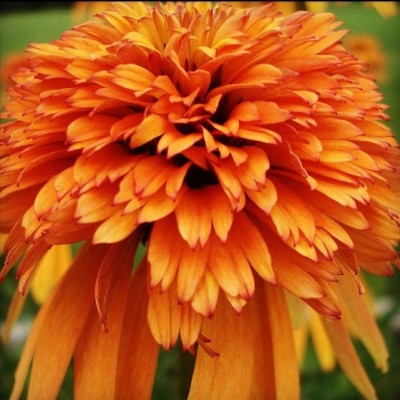 Эхинацея Marmalade 