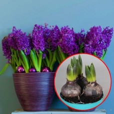 Гіацинт Purple Sensation (луковицы в горшках)