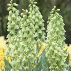 Фритиллярия Persica Alba (луковицы)