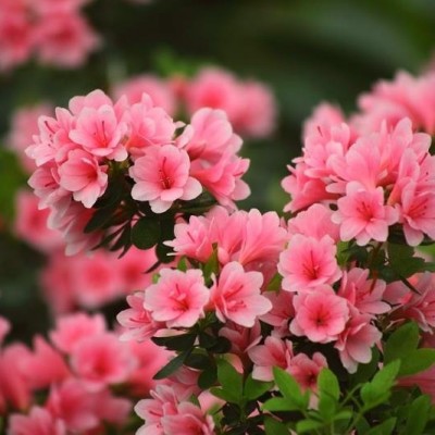 Азалия японская "Рубинета" (Azalea japonica"Rubineta")