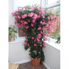 Дипладения SUNDAVILLE ROSE