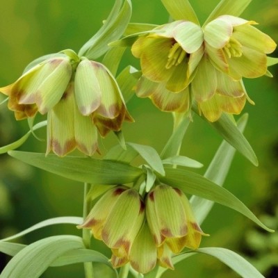 Фритиллярия Pontica (луковицы)