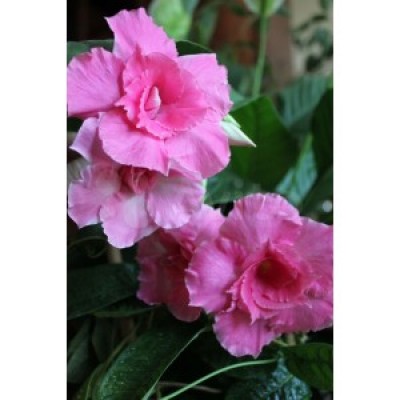 Дипладения MANDEVILLA PINK PARFAIT