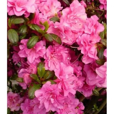 Азалия японская "Розинетта" (Azalea japonica "Rosinetta") 