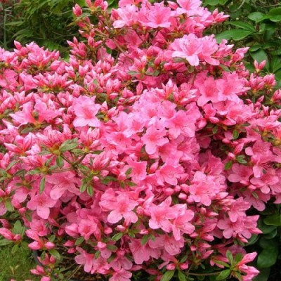 Азалия японская "Рубинета" (Azalea japonica"Rubineta")
