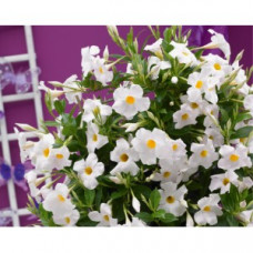 Дипладения SUNDAVILLE GRAND-WHITE