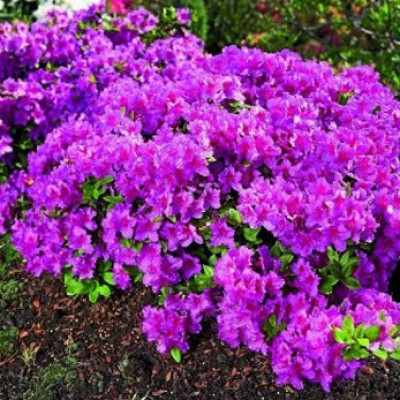 Азалия японская "Ледиканенс" (Azalea japonica "Ledikanense")