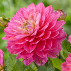 Георгина бордюрная Pink Allegro