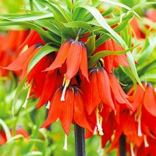 Фритиллярия Rubra Maxima (луковицы)