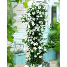 Дипладения SUNDAVILLE WHITE
