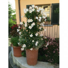 Дипладения DIAMANTINA JADE WHITE