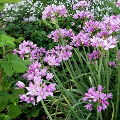 Аллиум Unifolium (луковицы)