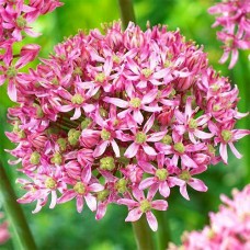 Аллиум Pink Jewel (луковицы)