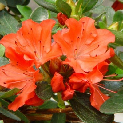 Азалия японская "Ледиканенс" (Azalea japonica "Ledikanense")