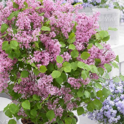 Сирень мейера Flowerfesta Рink