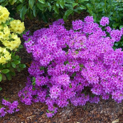 Азалия японская "Блю Дануб" (Azalea japonica "Blue Danube") 