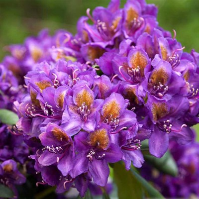 Рододендрон Марсель Менард (3 года)