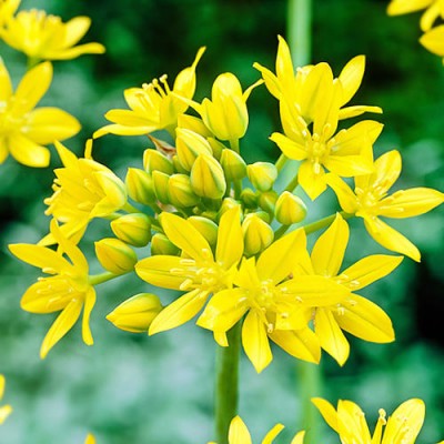 Аллиум Jeannine (луковицы)