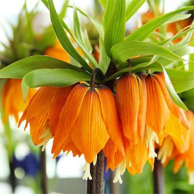 Фрітилярія Imperialis Garland Star