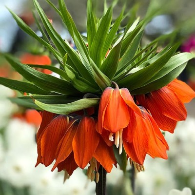 Фрітилярія Imperialis Rubra