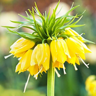 Фрітилярія Maxima Lutea
