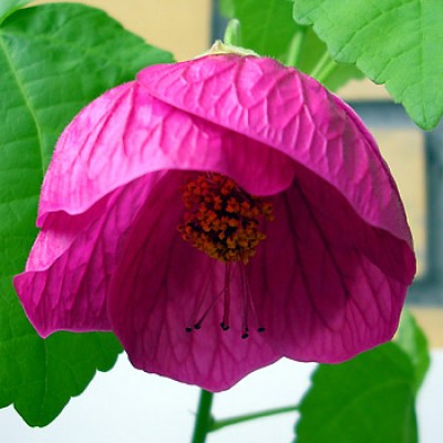 Абутилон LILAC WONDER