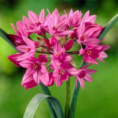 Алліум Oreophilum