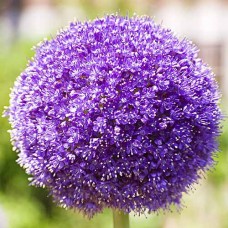 Алліум Purple Sensation