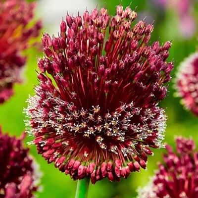 Алліум Red Mohican
