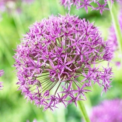 Алліум Violet Beauty
