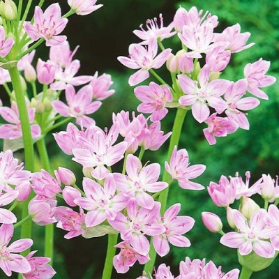 Алліум Roseum