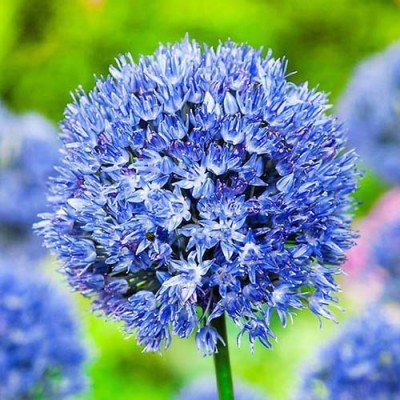 Алліум Caeruleum