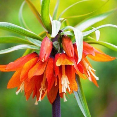 Фрітилярія Imperialis Orange Beauty